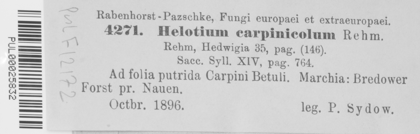 Helotium carpinicolum image