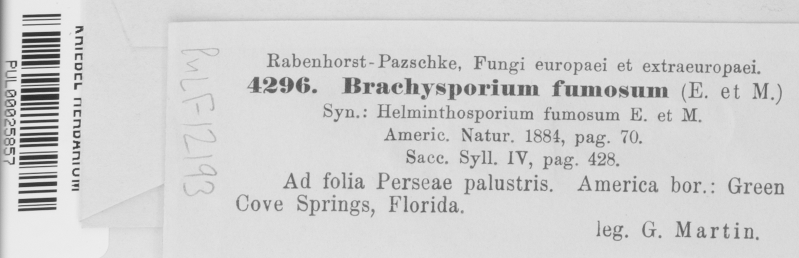Brachysporium fumosum image