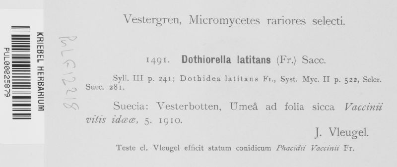 Dothiorella latitans image