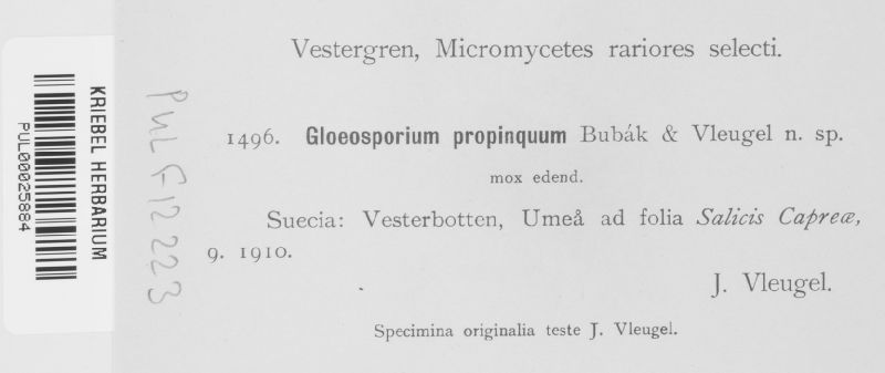 Gloeosporium propinquum image