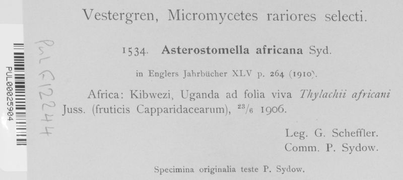 Asterostomella africana image