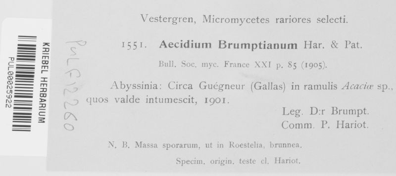 Aecidium brumptianum image
