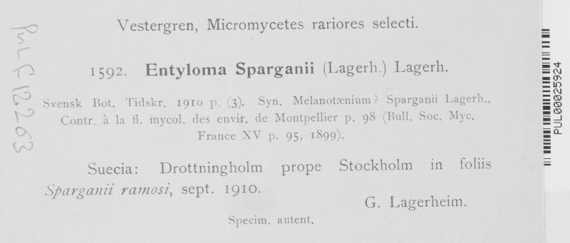 Entyloma sparganii image