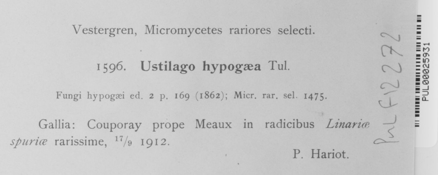 Melanotaenium hypogaeum image