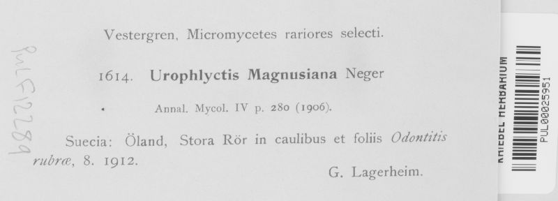 Urophlyctis magnusiana image