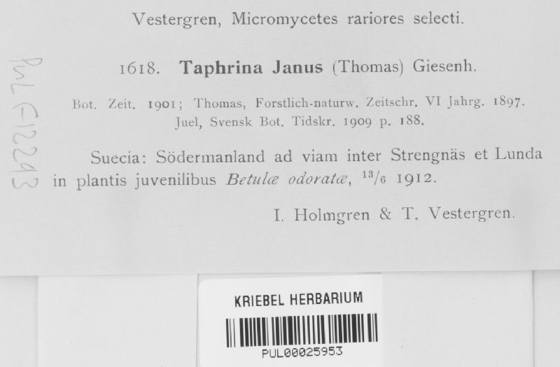 Taphrina janus image