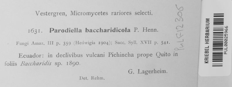 Parodiella baccharidicola image