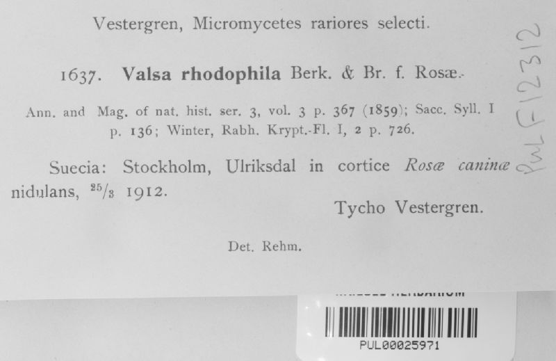 Valsa rhodophila image
