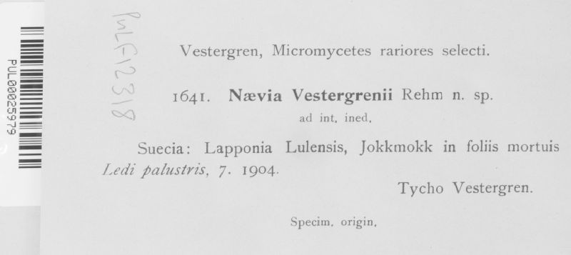 Naevia vestergrenii image