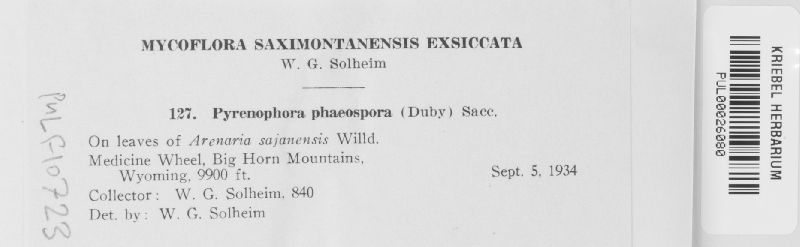 Pyrenophora phaeospora image