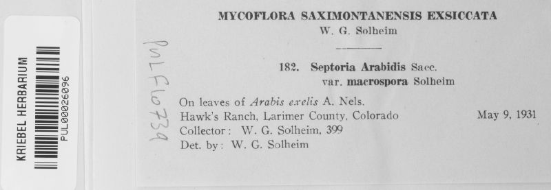 Septoria arabidis image