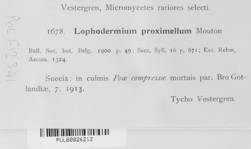 Lophodermium proximellum image
