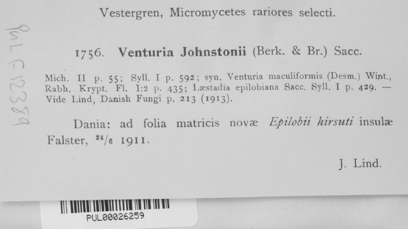 Venturia maculiformis image