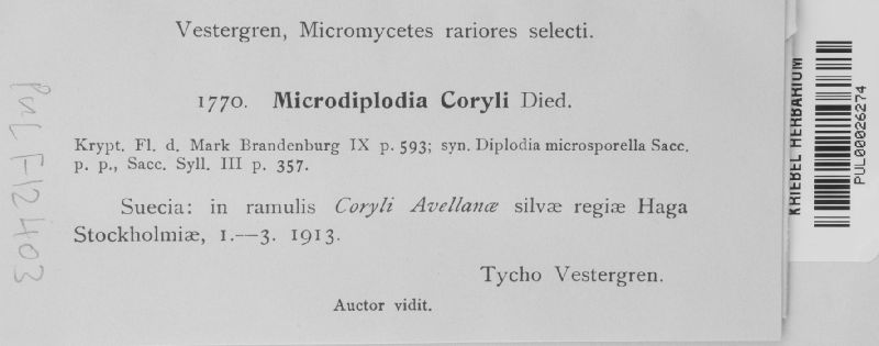 Microdiplodia coryli image
