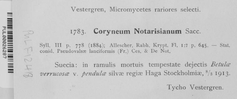 Coryneum notarisianum image