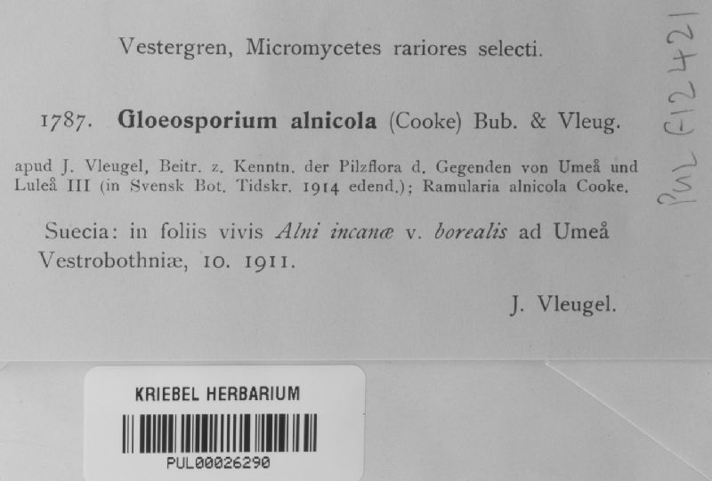 Gloeosporium alnicola image