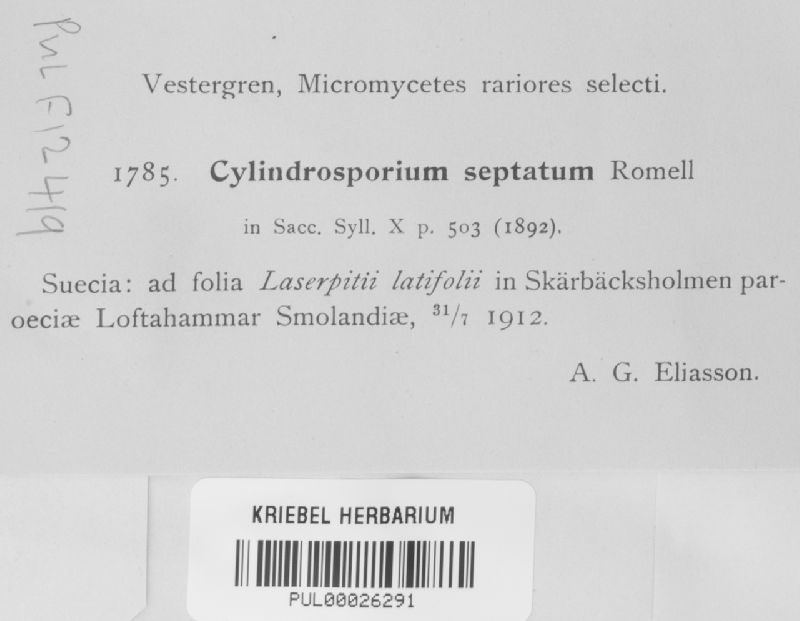 Cylindrosporium septatum image