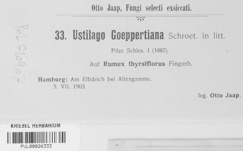 Microbotryum goeppertianum image