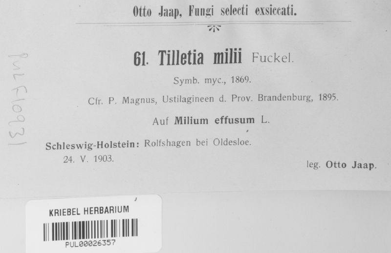 Tilletia milii image