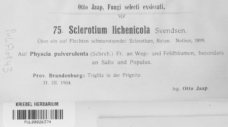 Sclerotium lichenicola image