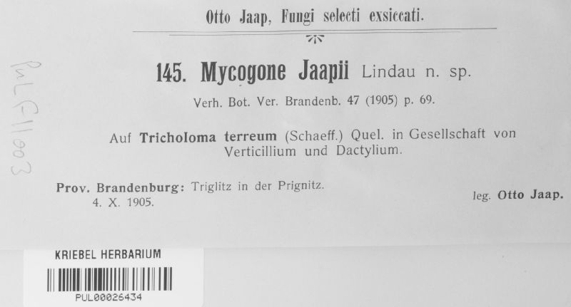 Mycogone jaapii image