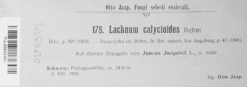 Lachnum calycioides image