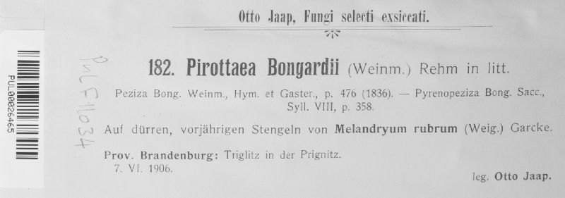 Pirottaea bongardii image