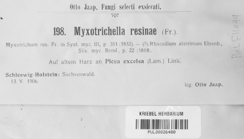 Alysidium resinae var. resinae image
