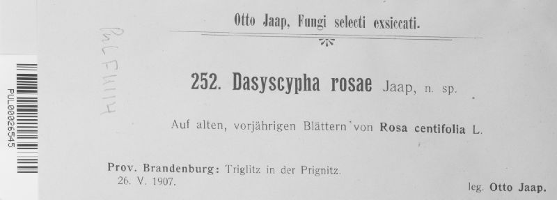 Dasyscypha rosae image
