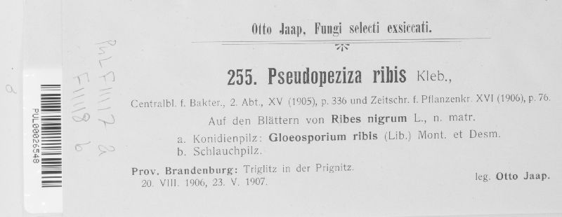 Drepanopeziza ribis image