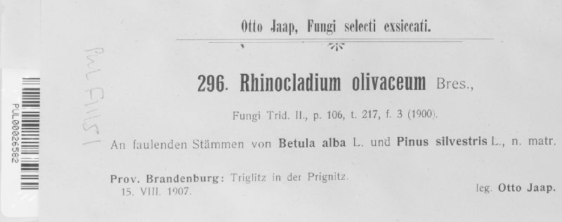 Rhinocladium olivaceum image
