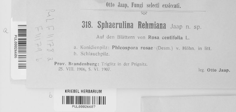 Sphaerulina rehmiana image