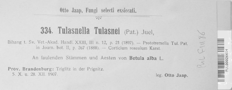 Tulasnella tulasnei image