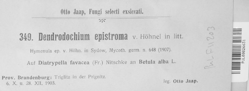 Fusarium epistroma image
