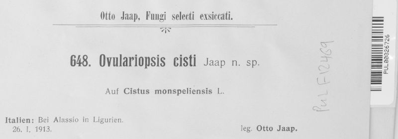 Ovulariopsis cisti image