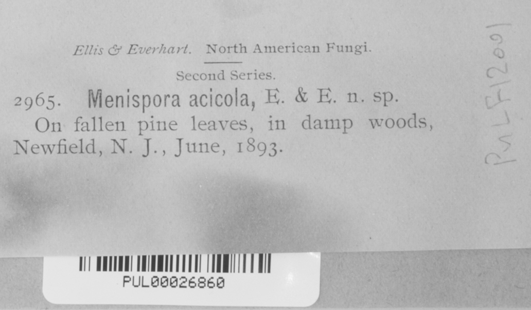 Menispora acicola image