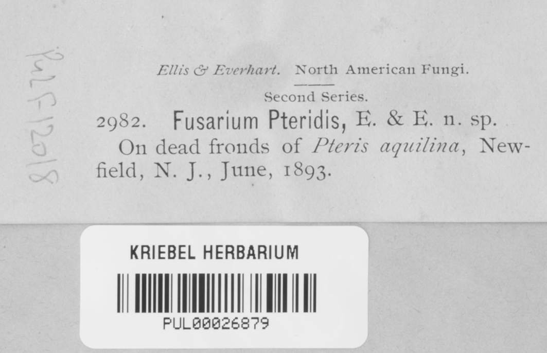 Fusarium pteridis image