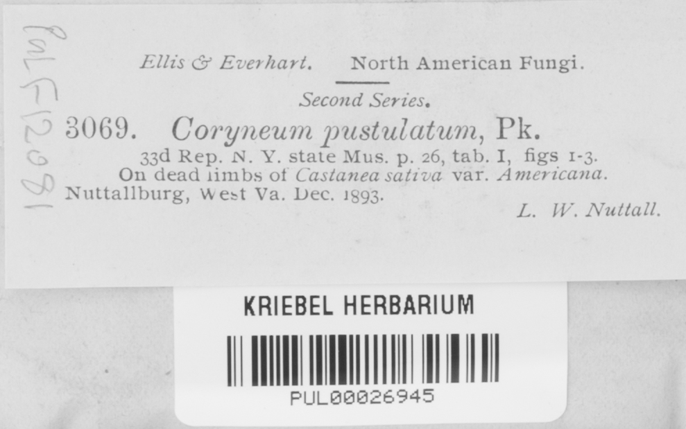Coryneum image