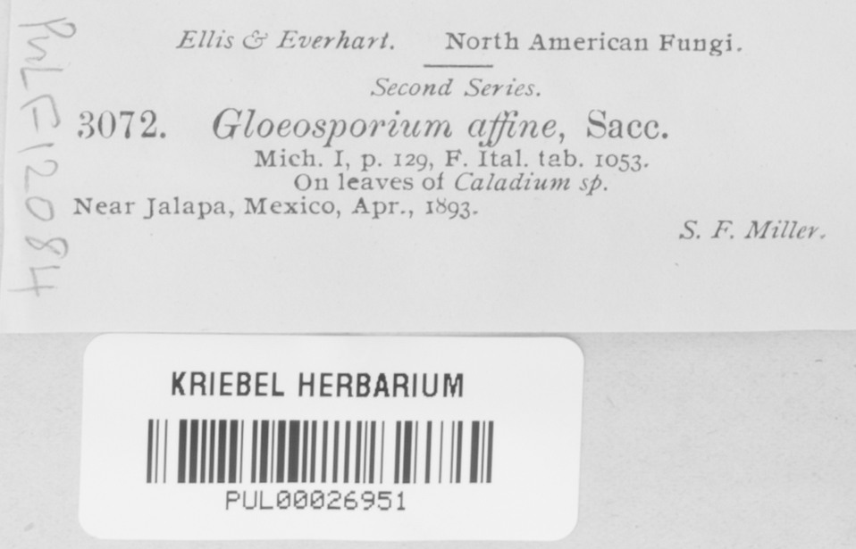 Gloeosporium affine image