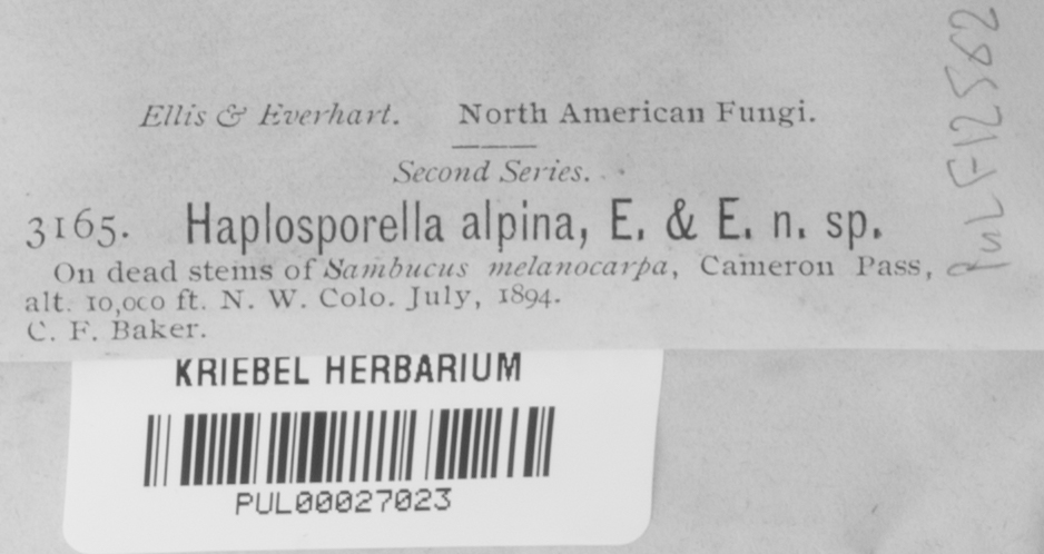 Haplosporella alpina image