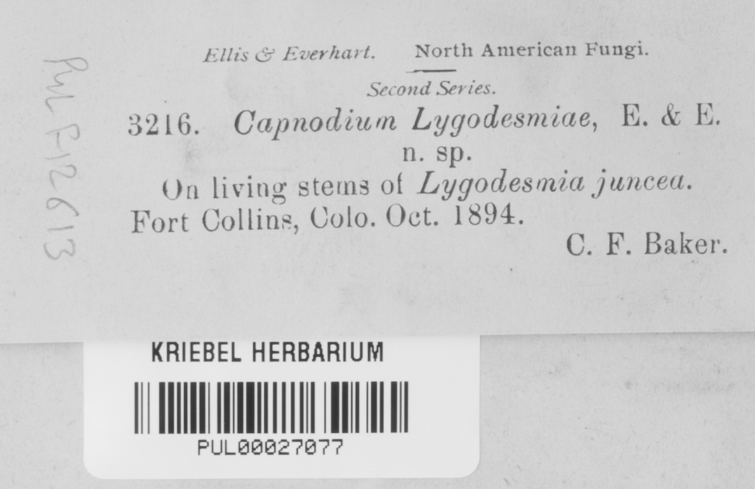 Capnodium lygodesmiae image