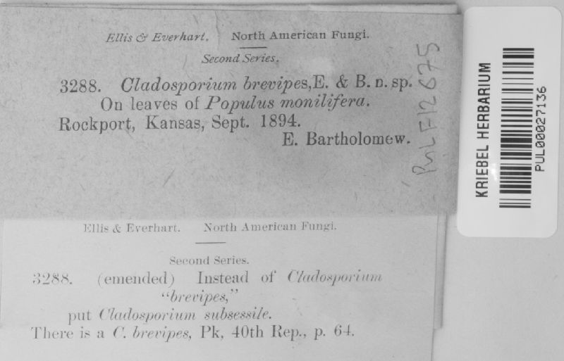 Cladosporium brevipes image