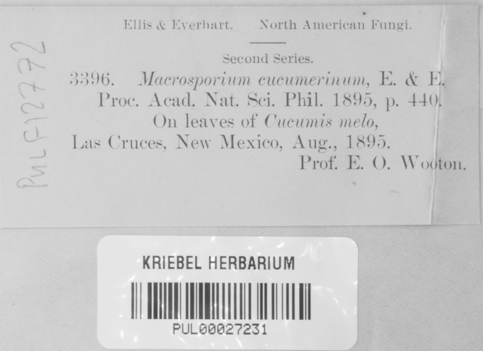 Macrosporium cucumerinum image