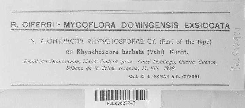Cintractia rhynchosporae image