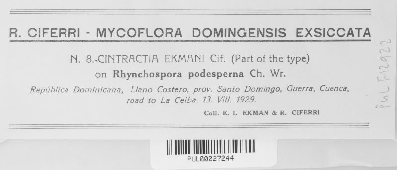 Cintractia ekmani image