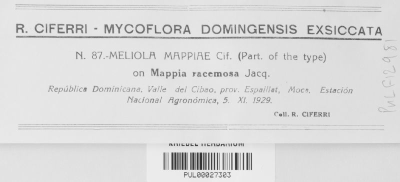 Meliola mappiae image
