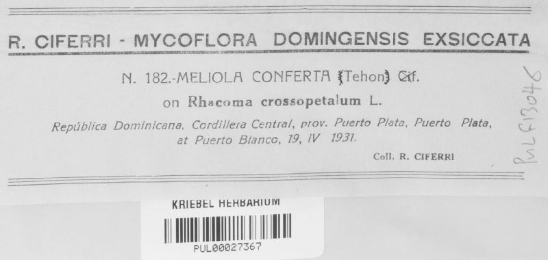 Meliola conferta image