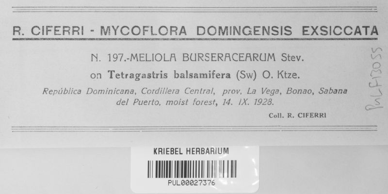 Meliola burseracearum image