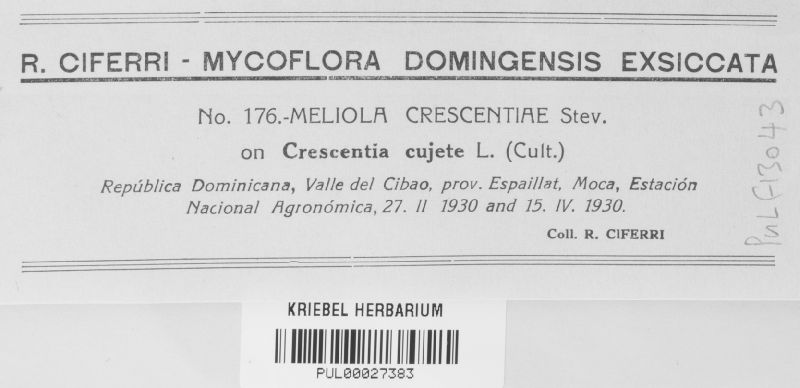 Meliola crescentiae image