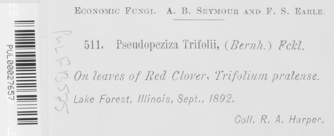 Pseudopeziza trifolii image